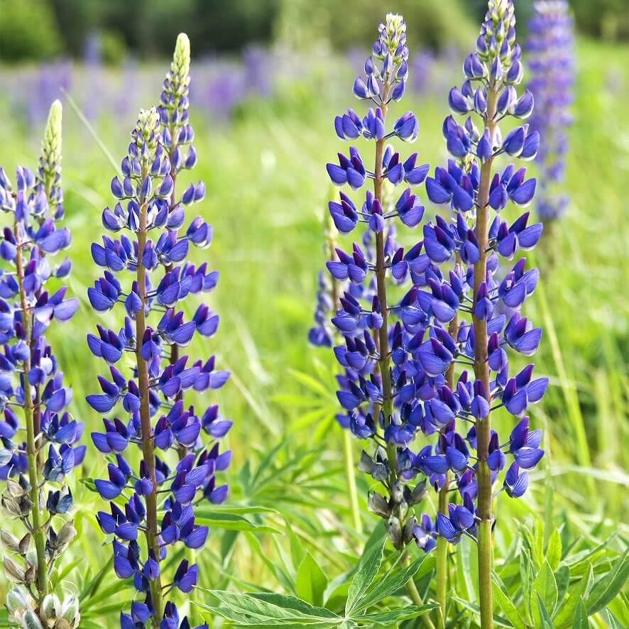 Groenbemesters en overige zaden